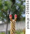 松の花 （雌花）