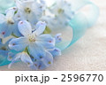 デルフィニューム～プラチナブルー～