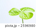 2596980