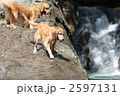 魚が滝　レッドリバー　岩