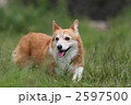 コーギー