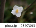 白雪芥子の四弁花横位置