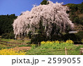 中越家のシダレザクラ