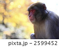 サル
