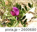 紫色の可愛い花をつけるカラスノエンドウ