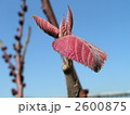 谷津干潟公園で育つ珍しい樹木オオバベニガシワ