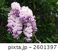 藤の花