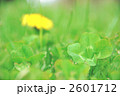 四葉のクローバーとタンポポ
