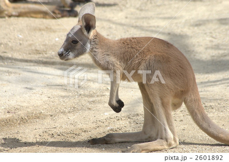 カンガルー アカカンガルー 動物
