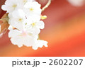 上賀茂神社　賀茂桜