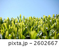 新茶