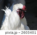 2603401