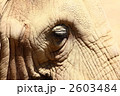 2603484