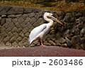 モモイロペリカン
