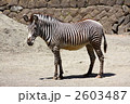 グレビーシマウマ