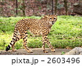 チーター