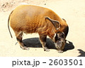 アカカワイノシシ