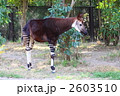 オカピ