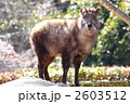 ニホンカモシカ