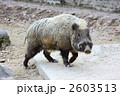 ニホンイノシシ