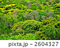 沖縄やんばるの大自然