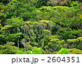 沖縄やんばるの大自然