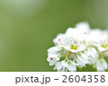 蕎麦の花