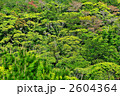 沖縄やんばるの大自然