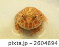 クランウェルツノガエル クランウェルツノガエル