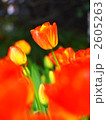 2605263
