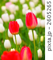 2605265