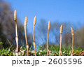 並んだつくしと青空