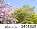 新緑をバックに紅枝垂れ桜の花