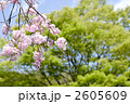 新緑をバックに紅枝垂れ桜の花