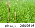 スギナとつくし