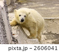 シロクマ