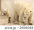 シロクマ