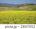 兵庫　淡路　花さじき
