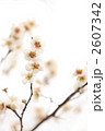梅フォト WHITE