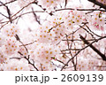 サクラさく