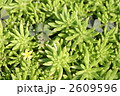 2609596