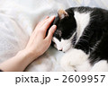 ペット・猫・なでる・愛情