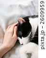 ペット・猫・なでる・愛情