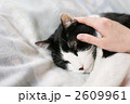ペット・猫・なでる・愛情