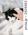 ペット・猫・なでる・愛情