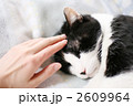 ペット・猫・なでる・愛情