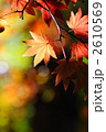 紅葉と木漏れ陽