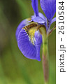 花菖蒲