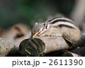 シマリス　０９