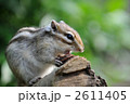 シマリス　１０